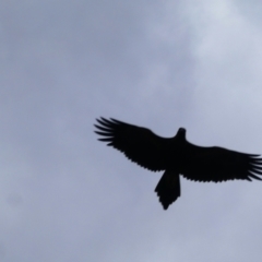 Aquila audax (Wedge-tailed Eagle) at Bullatale, NSW - 27 Jan 2019 by MB