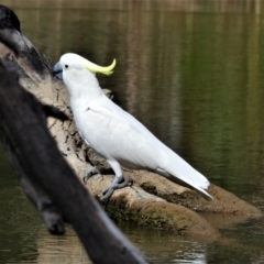 Cacatua galerita (Sulphur-crested Cockatoo) at Bullatale, NSW - 28 Jan 2019 by MB