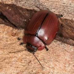 Paropsisterna rufobrunnea at Melba, ACT - 23 Jul 2024 by kasiaaus