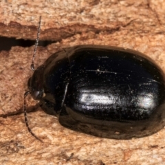 Paropsisterna nigerrima (Leaf beetle, Button beetle) at Melba, ACT - 23 Jul 2024 by kasiaaus