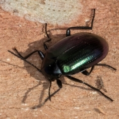 Chalcopteroides columbinus (Rainbow darkling beetle) at Melba, ACT - 23 Jul 2024 by kasiaaus