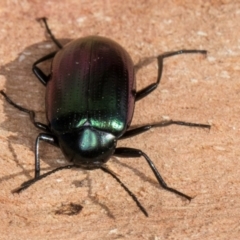 Chalcopteroides columbinus at Melba, ACT - 23 Jul 2024 03:32 PM