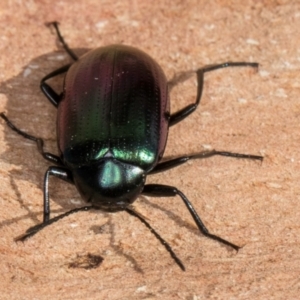 Chalcopteroides columbinus at Melba, ACT - 23 Jul 2024