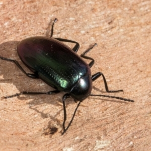 Chalcopteroides columbinus at Melba, ACT - 23 Jul 2024 03:32 PM