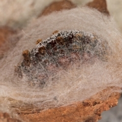 Euproctis baliolalis (Browntail Gum Moth) at Melba, ACT - 23 Jul 2024 by kasiaaus
