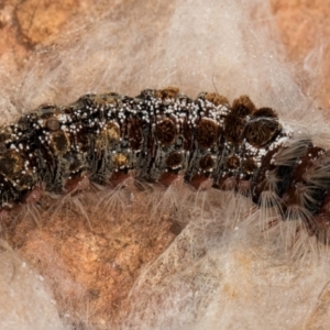 Euproctis baliolalis at Melba, ACT - 23 Jul 2024 03:40 PM