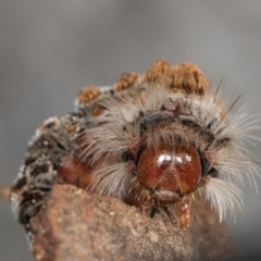 Euproctis baliolalis at Melba, ACT - 23 Jul 2024