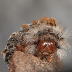 Euproctis baliolalis at Melba, ACT - 23 Jul 2024