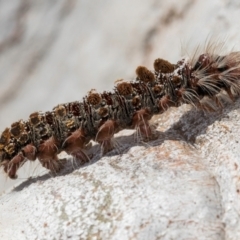 Euproctis baliolalis at Melba, ACT - 23 Jul 2024 03:40 PM