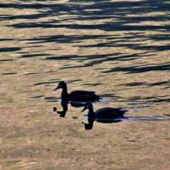 Anas superciliosa (Pacific Black Duck) at Nurenmerenmong, NSW - 2 Feb 2019 by MB