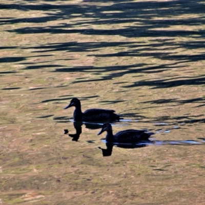 Anas superciliosa (Pacific Black Duck) at Nurenmerenmong, NSW - 2 Feb 2019 by MB