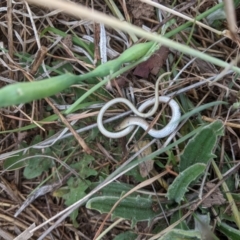 Delma inornata (Olive Legless-lizard) at Monash, ACT - 4 Nov 2023 by ExcitedEcologist