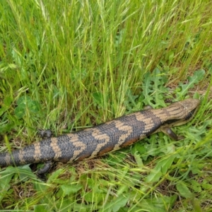 Tiliqua scincoides scincoides at Monash, ACT - 26 Oct 2022