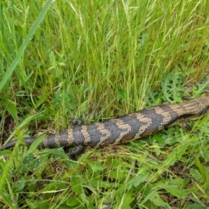 Tiliqua scincoides scincoides at Monash, ACT - 26 Oct 2022