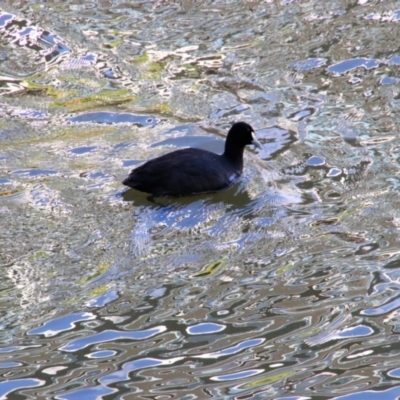 Fulica atra (Eurasian Coot) at Kingston, ACT - 16 Mar 2019 by MB