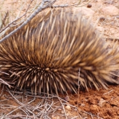 Tachyglossus aculeatus (Short-beaked Echidna) at Flinders Ranges, SA - 25 Mar 2019 by MB