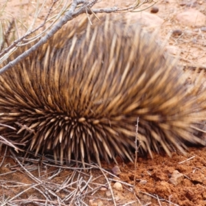 Tachyglossus aculeatus at Flinders Ranges, SA - 25 Mar 2019