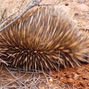Tachyglossus aculeatus (Short-beaked Echidna) at Flinders Ranges, SA by MB