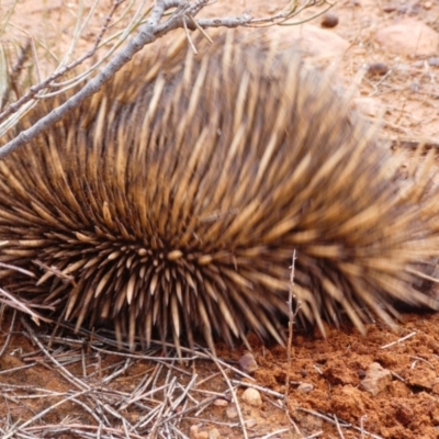 Tachyglossus aculeatus (Short-beaked Echidna) at Flinders Ranges, SA - 25 Mar 2019 by MB