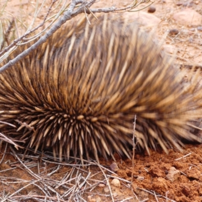 Tachyglossus aculeatus (Short-beaked Echidna) at Flinders Ranges, SA - 25 Mar 2019 by MB