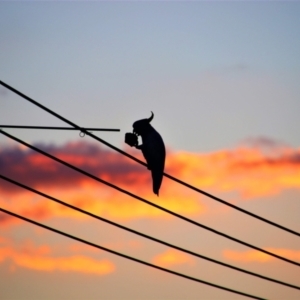 Cacatua galerita at Richardson, ACT - 12 Apr 2019