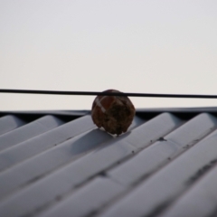 Cacatua galerita at Richardson, ACT - 12 Apr 2019 06:44 PM