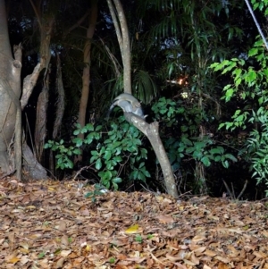 Trichosurus vulpecula at Knuckey Lagoon, NT - 23 Jul 2024