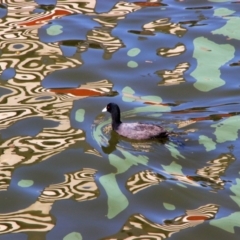 Fulica atra (Eurasian Coot) at Kingston, ACT - 24 Apr 2019 by MB