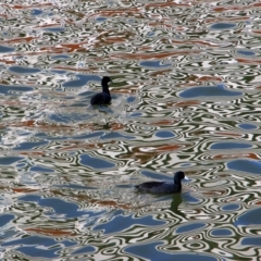 Fulica atra at Kingston, ACT - 24 Apr 2019