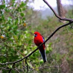 Platycercus elegans (Crimson Rosella) at Wilsons Promontory, VIC - 4 May 2019 by MB