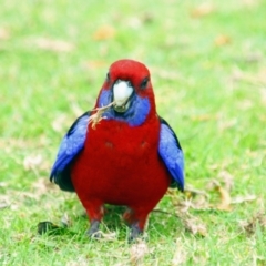 Platycercus elegans (Crimson Rosella) at Tidal River, VIC - 4 May 2019 by MB