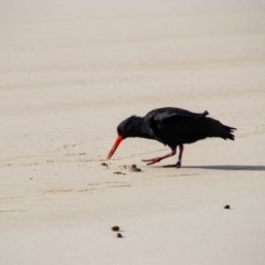 Haematopus fuliginosus (Sooty Oystercatcher) at Tidal River, VIC - 4 May 2019 by MB