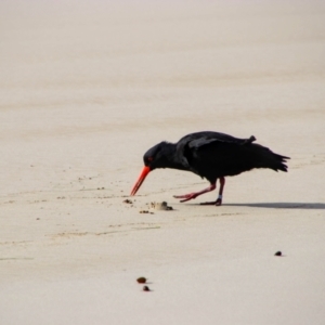 Haematopus fuliginosus at Tidal River, VIC - 4 May 2019