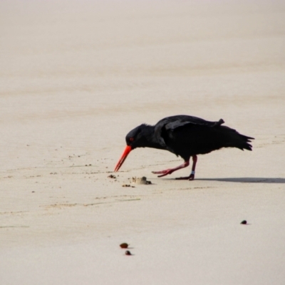 Haematopus fuliginosus (Sooty Oystercatcher) at Tidal River, VIC - 4 May 2019 by MB