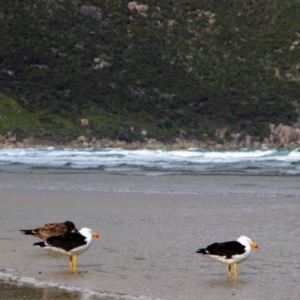 Larus pacificus at Tidal River, VIC - 4 May 2019 01:38 PM