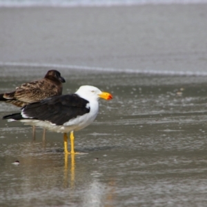 Larus pacificus at Tidal River, VIC - 4 May 2019 01:38 PM