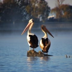 Pelecanus conspicillatus (Australian Pelican) at Parkes, ACT - 17 May 2019 by MB