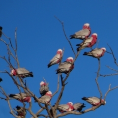 Eolophus roseicapilla (Galah) at Orroroo, SA - 4 Jun 2019 by MB