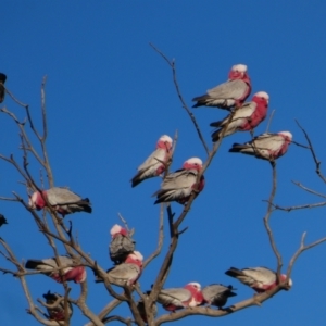 Eolophus roseicapilla at Orroroo, SA - 4 Jun 2019