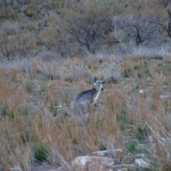 Osphranter robustus erubescens (Euro) at Flinders Ranges, SA - 5 Jun 2019 by MB