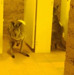 Macropus fuliginosus at Flinders Ranges, SA - 5 Jun 2019