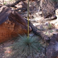 Xanthorrhoea quadrangulata (Yacka) at Flinders Ranges, SA - 6 Jun 2019 by MB