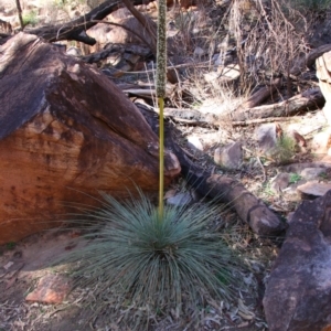 Xanthorrhoea quadrangulata at Flinders Ranges, SA - 6 Jun 2019 12:47 PM