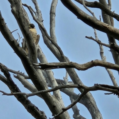 Falco peregrinus (Peregrine Falcon) at Chapman, ACT - 24 Jul 2024 by BethanyDunne