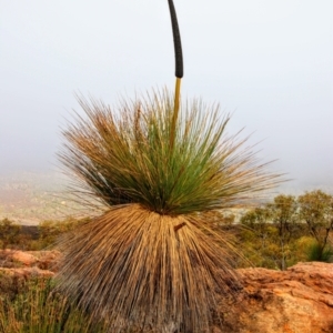 Xanthorrhoea quadrangulata (Yacka) at Flinders Ranges, SA by MB