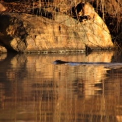 Hydromys chrysogaster (Rakali or Water Rat) at Barton, ACT - 22 Jul 2019 by MB