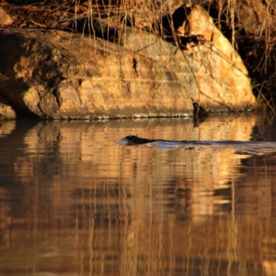 Hydromys chrysogaster (Rakali or Water Rat) at Barton, ACT - 21 Jul 2019 by MB