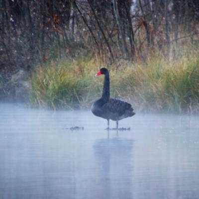 Cygnus atratus (Black Swan) at Campbell, ACT - 22 Jul 2019 by MB