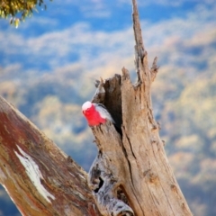 Eolophus roseicapilla (Galah) at Theodore, ACT - 10 Aug 2019 by MB