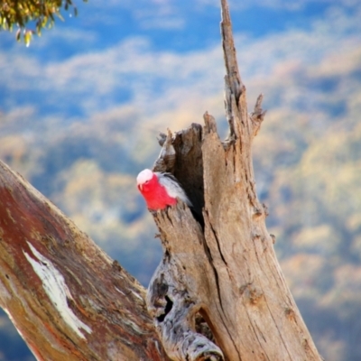 Eolophus roseicapilla (Galah) at Theodore, ACT - 10 Aug 2019 by MB